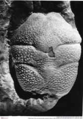 Historisches Foto von Goniodromites polyodon (Reuss, 1858) (NHMW-AFW-GEO-BACHMAYER-FOTO-1990-0041-2509)